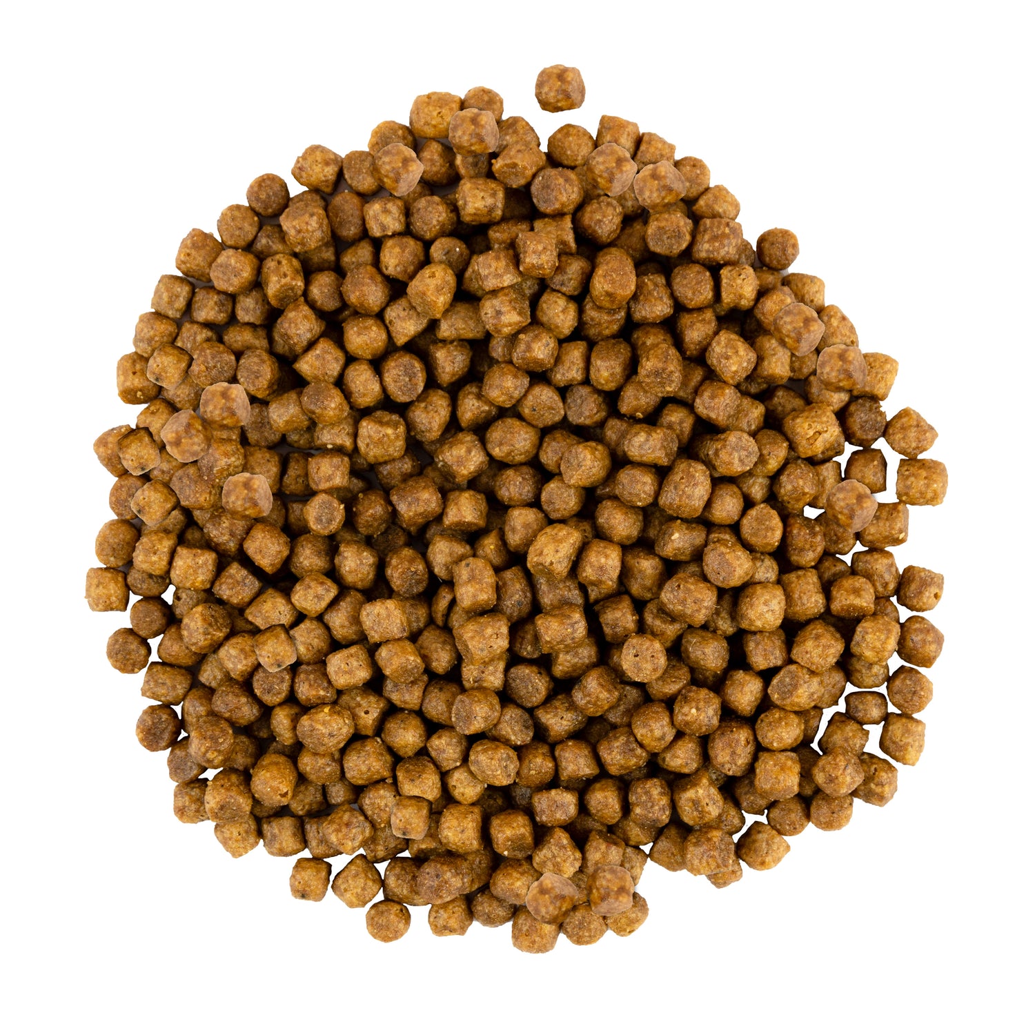 Savory Dry Food for Kitten Chicken & Turkey