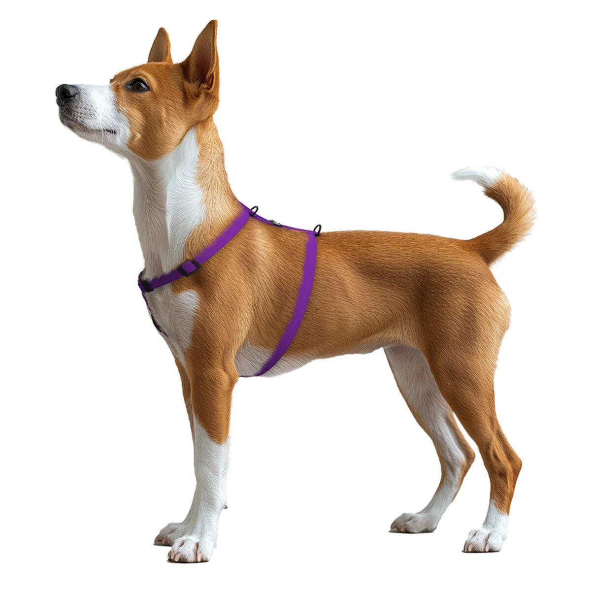 WAUDOG Magnet Dog H-Harness Purple with QR Passport – Μαγνητικό Σαμαράκι Σκύλου από COLLARTEX